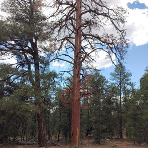 Grand_Canyon_05.jpg