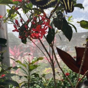 IMG_8993.JPG