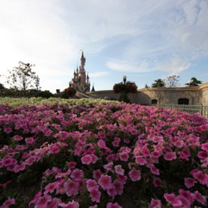 Blumenwiese