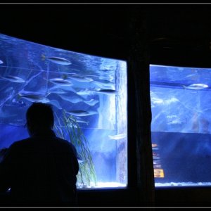 comp IMG 4857