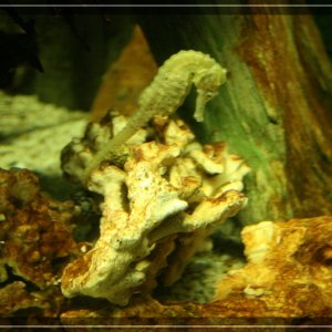 comp IMG 4861