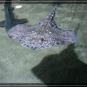 comp IMG 4869