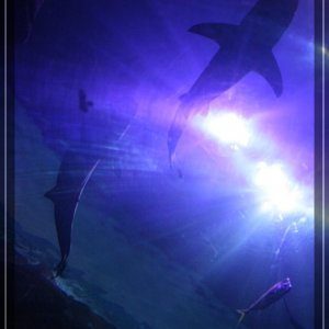 comp IMG 4882