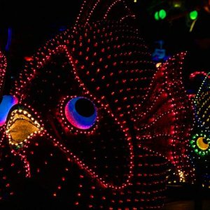 Beitrag 17 - Flounder