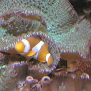 Nemo