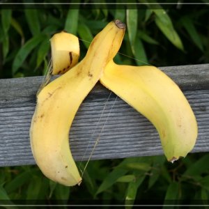 comp IMG 6745