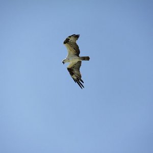 IMG 4420