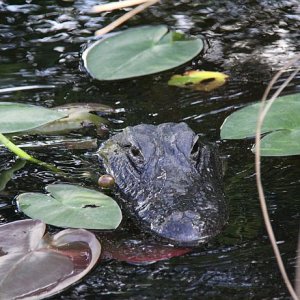 IMG 4541
