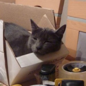 Skylar - eine ausgesprochen große Hilfe beim Verpacken