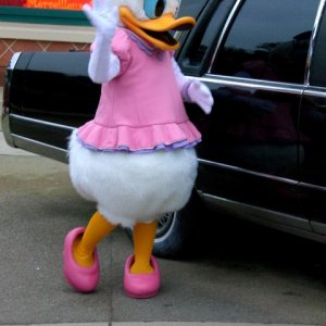 Daisy2
