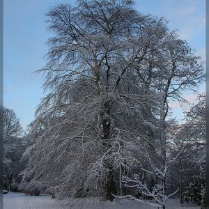 Hörster Friedhof in Münster