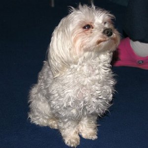 brutus2