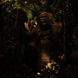 Abends im Rainforest Cafe