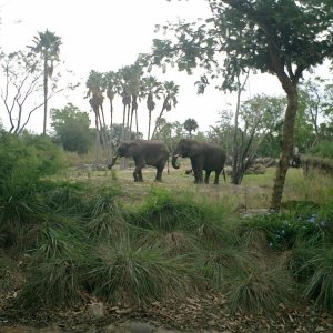 WDW Reise November 2004