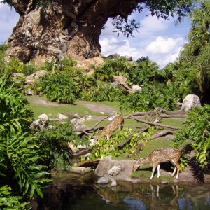 WDW Reise November 2004