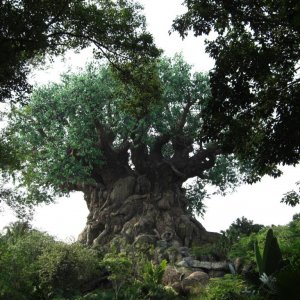 WDW Reise 1 15 Mai 2007