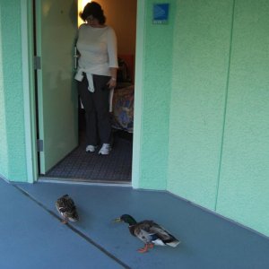WDW Reise 1 15 Mai 2007