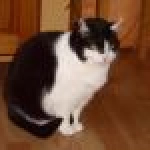 Kimba