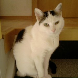 Gwennie