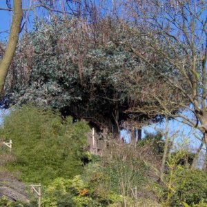 La Cabane des Robinson