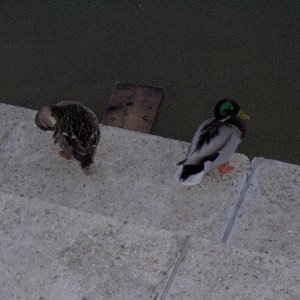 Entenpärchen am See