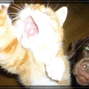 comp Cookie und Hachi Dezember 10 004