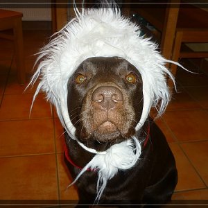 comp Cookie und Hachi Dezember 10 020
