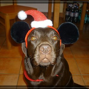 comp Cookie und Hachi Dezember 10 026