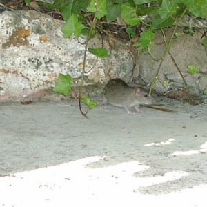 Ratte