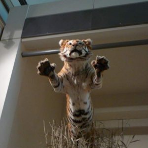 Museum of Natural History