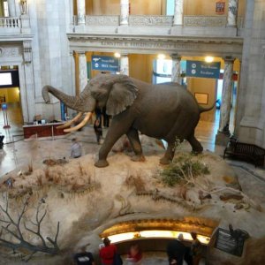 Direkt hinterm Eingang vom National Museum of Natural History