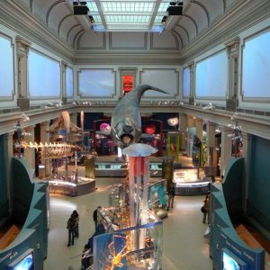 National Museum of Natural History