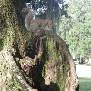 Das amerikanische Wappentier sollte das Eichhörnchen sein