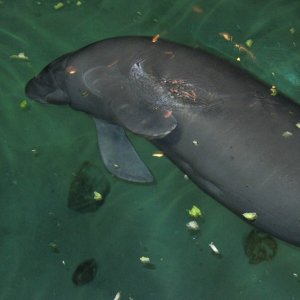 Nemo_6