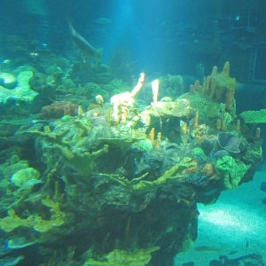 Nemo_5