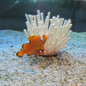 Nemo_4