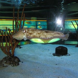 Nemo_3