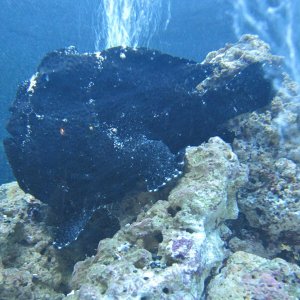 Nemo_11
