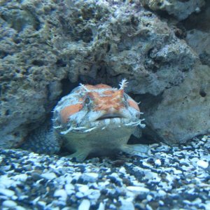 Nemo_12