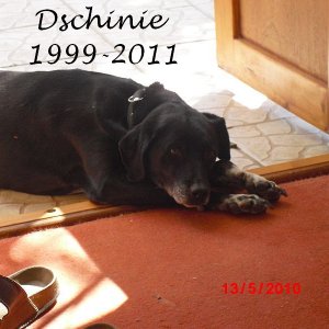 Dschinie
1999 - 2011