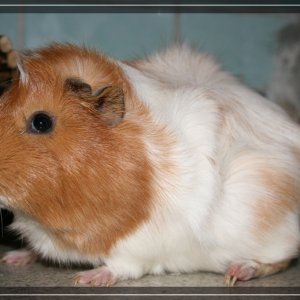 comp IMG 2377