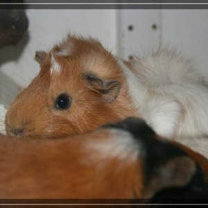 comp IMG 2384