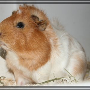 comp IMG 2386