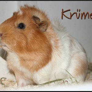 comp Kruemel