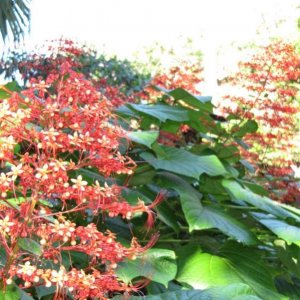 comp IMG 0365