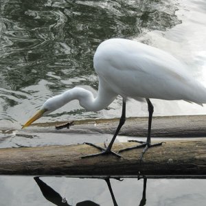 comp IMG 0953
