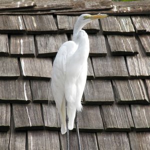 comp IMG 0955