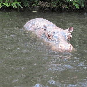comp IMG 0974