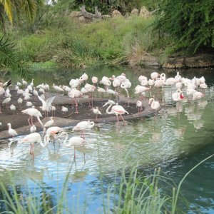comp IMG 0060