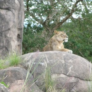 comp IMG 0062